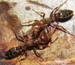 Pseudomyrmex triplarinus