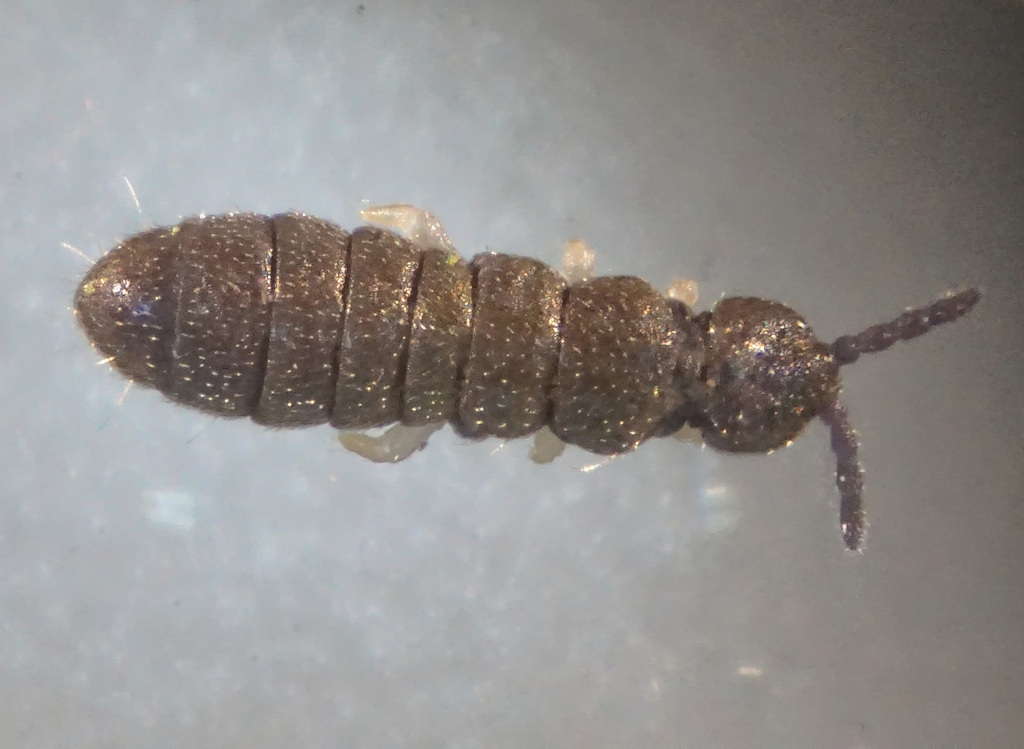 Anurophorus laricis