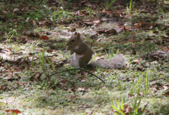 Sciurus carolinensis