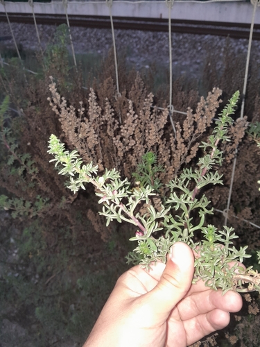 Artemisia crithmifolia, photograph 5
