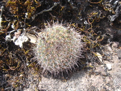 Mammillaria rhodantha