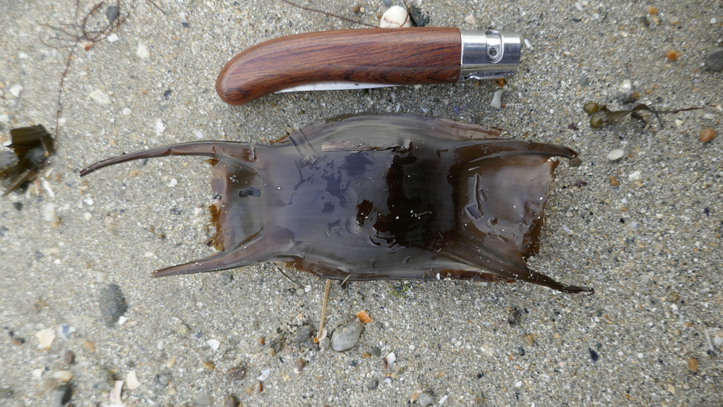 Thornback Skate in March 2024 by Patrick Le Mao · iNaturalist