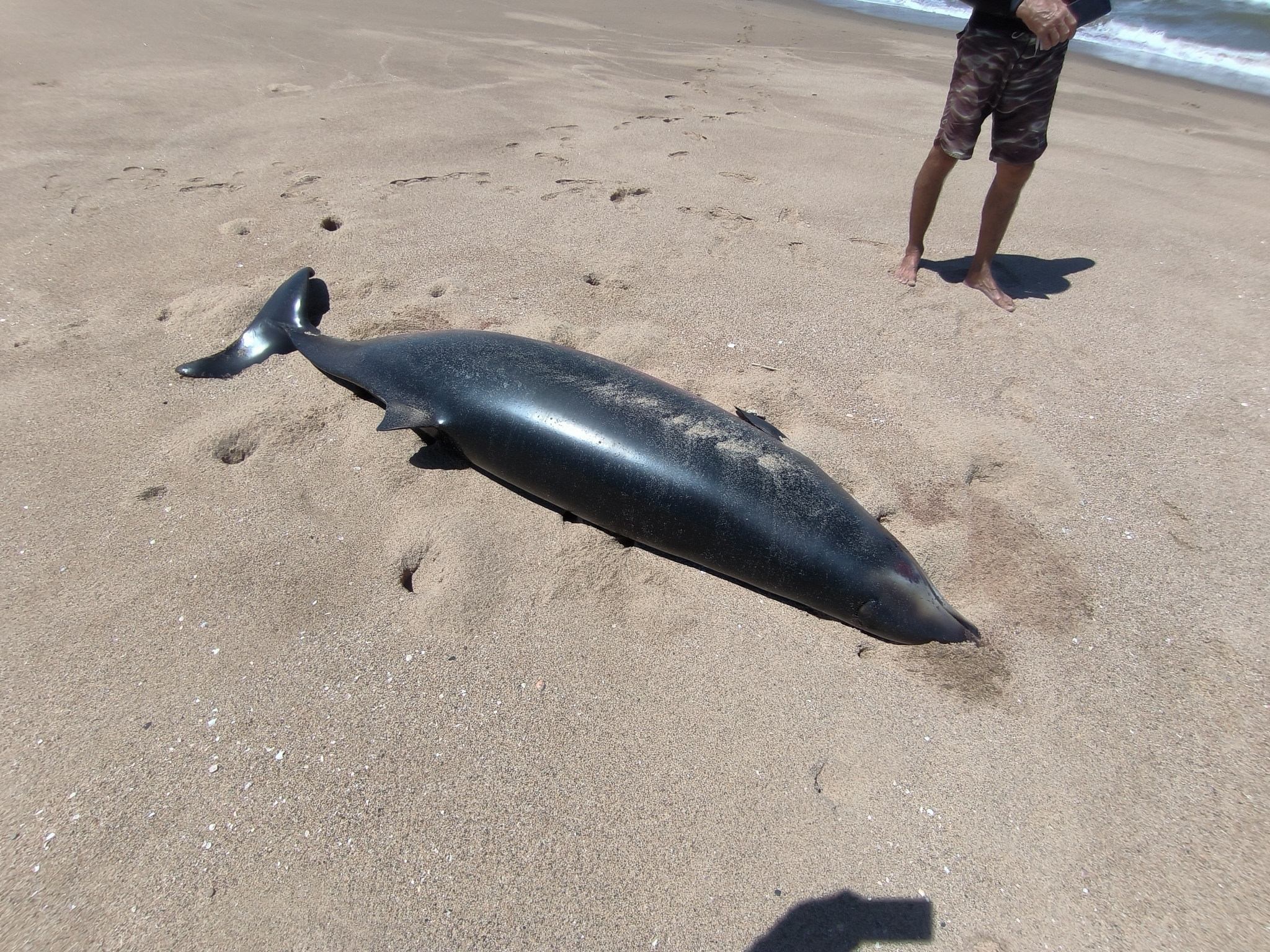 Mesoplodon eueu