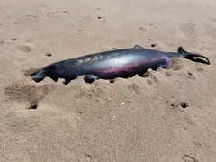 Ramari's Beaked Whale photo 2
