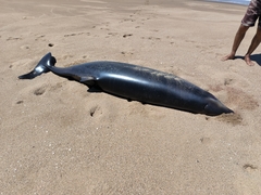 Ramari's Beaked Whale photo 3