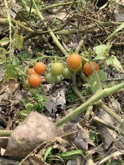 Solanum lycopersicum cerasiforme