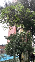 Handroanthus chrysanthus