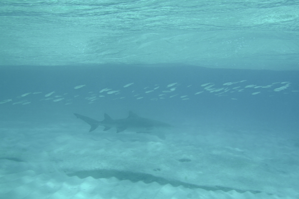Lemon shark swimming above pale sand in turquoise Bahamas water