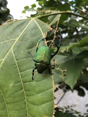 Chrysophora chrysochlora