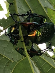 Chrysophora chrysochlora