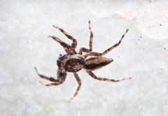 Menemerus bivittatus