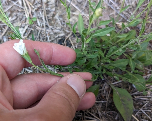 Image of Bouchetia erecta by (c) Joseph Aubert, some rights reserved (CC BY)