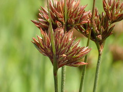 Juncus occidentalis