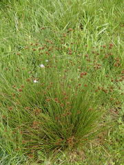 Juncus occidentalis