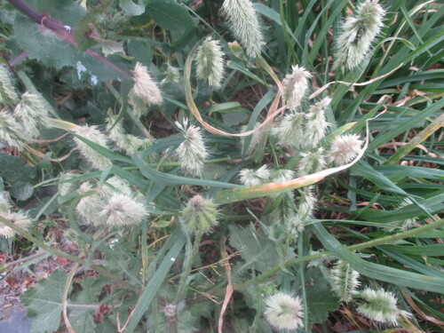 Lamarckia aurea iNat (1)