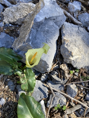 Cretan arum (Arum creticum)