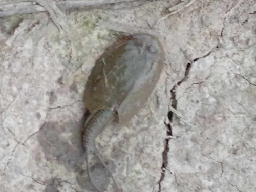 European Tadpole Shrimp