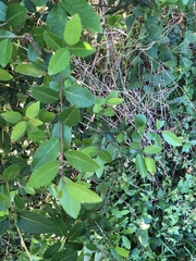 Ilex vomitoria
