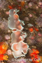 Leminda millecra