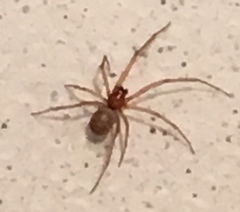 Steatoda grossa