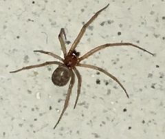 Steatoda grossa