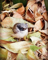 Psaltriparus minimus