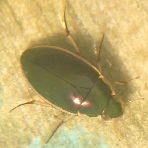 Lateral-lined Water Beetle photo 4