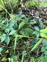 Poaceae
