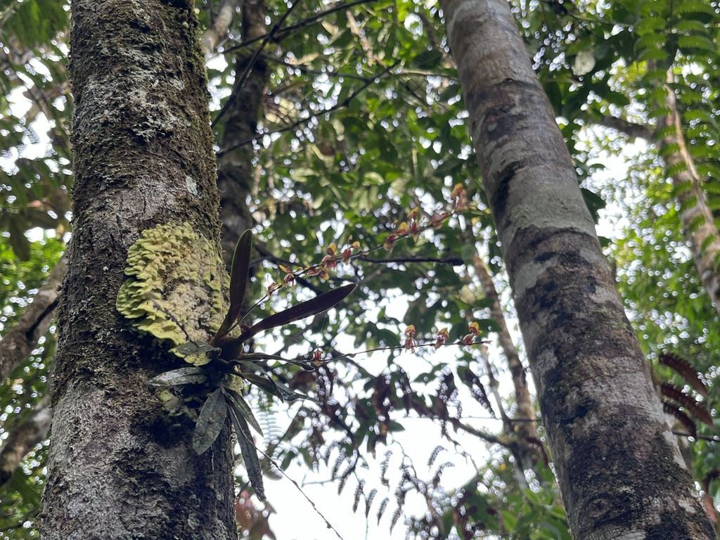 Oncidium poikilostalix