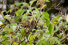 Haemorhous mexicanus