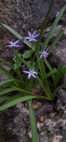 Hyacinthoides reverchonii, photograph 3