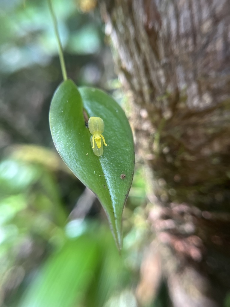 Pleurothallis baudoensis