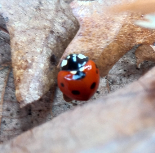 Seven-spotted Lady Beetle