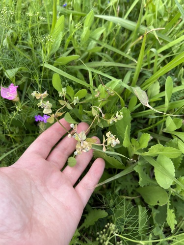 Heller's spurge (Euphorbia helleri)