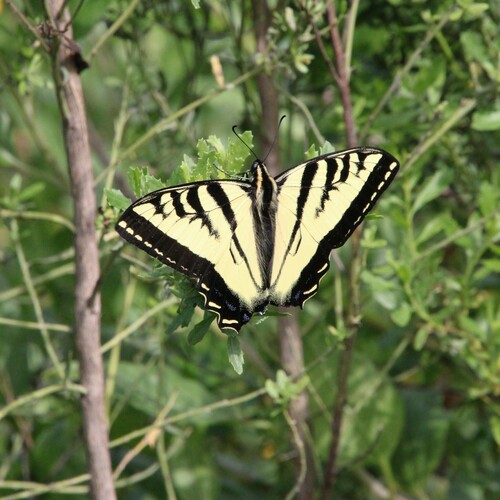 iNaturalist observation photo of Western Tiger Swallowtail