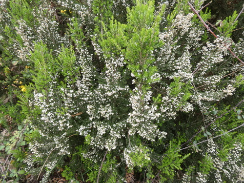 Avistamiento Erica arborea
