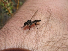Bibio albipennis