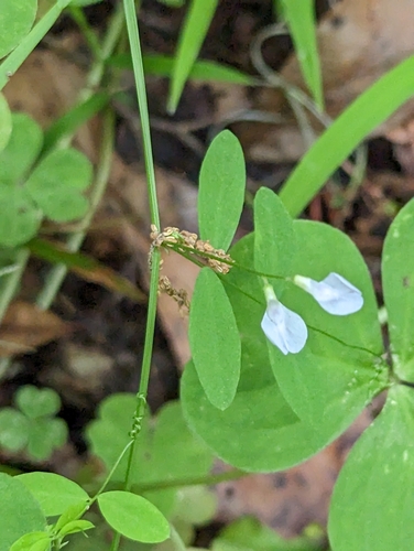 Image of Vicia floridana by (c) Robert Guralnick, some rights reserved (CC BY)