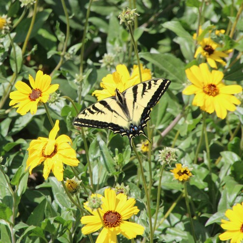 iNaturalist observation photo of Western Tiger Swallowtail