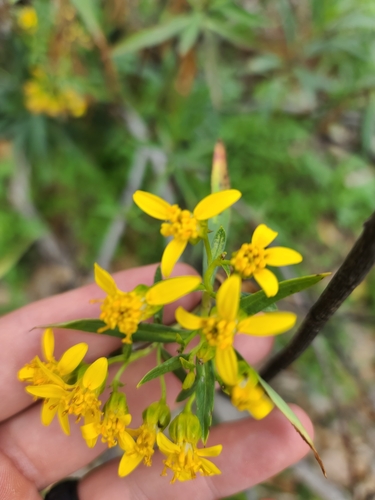 Image of Barkleyanthus salicifolius by no rights reserved