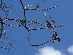 Gyrocarpus mocinoi