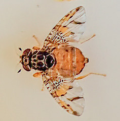 Image of Ceratitis capitata