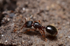 Myrmecina graminicola