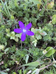 Triodanis biflora