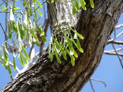 Gyrocarpus mocinoi