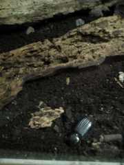 Odontotaenius