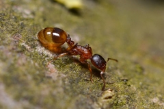 Temnothorax affinis
