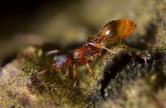 Temnothorax affinis