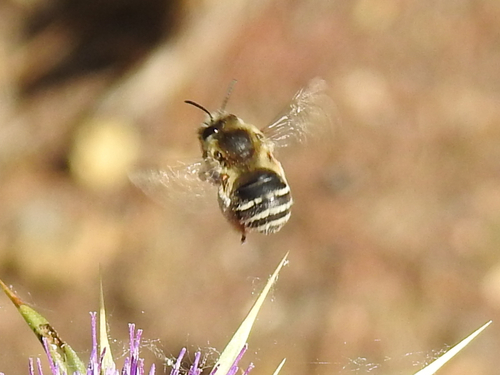 Eucera notata