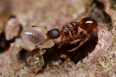 Temnothorax affinis